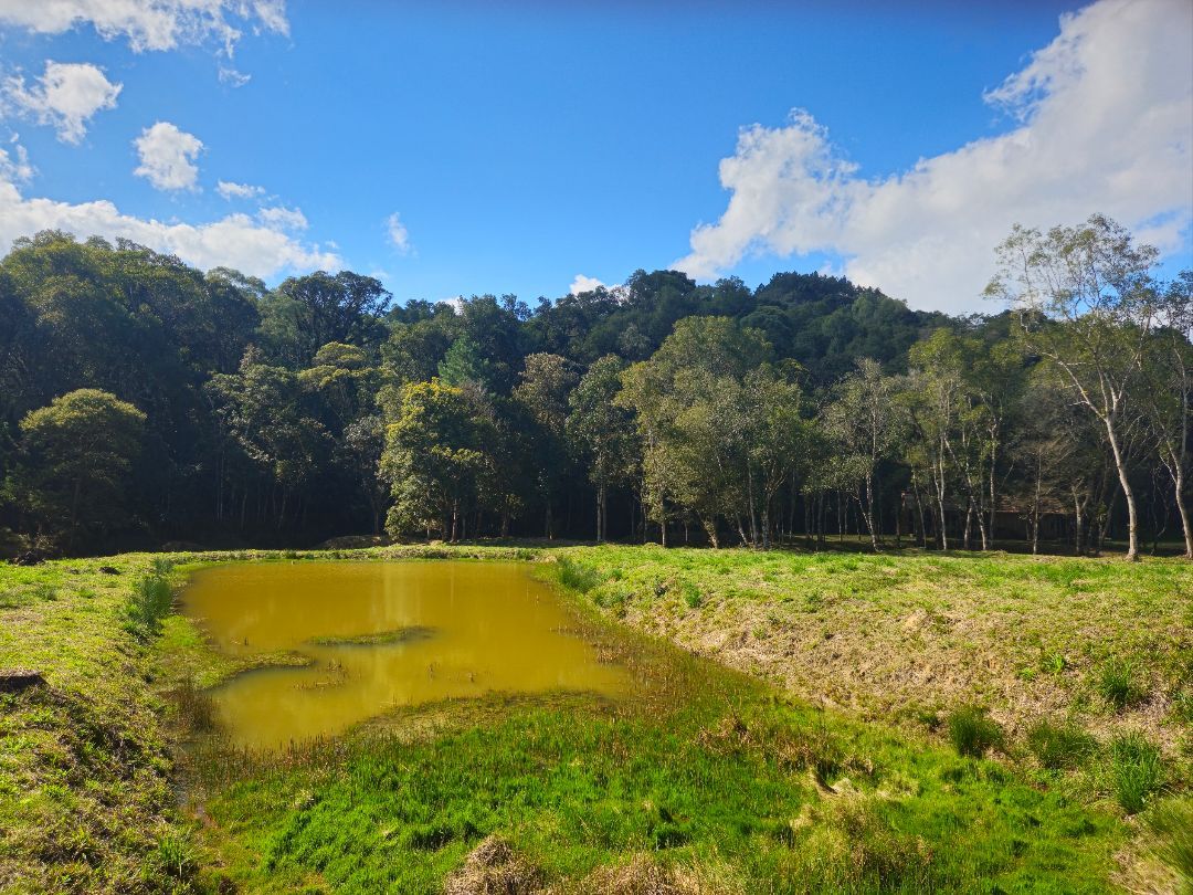 Propriedade Rural à venda em Rua Alberto Trouche, Rio Negrinho, SC - Foto 8 - Pillati Imóveis